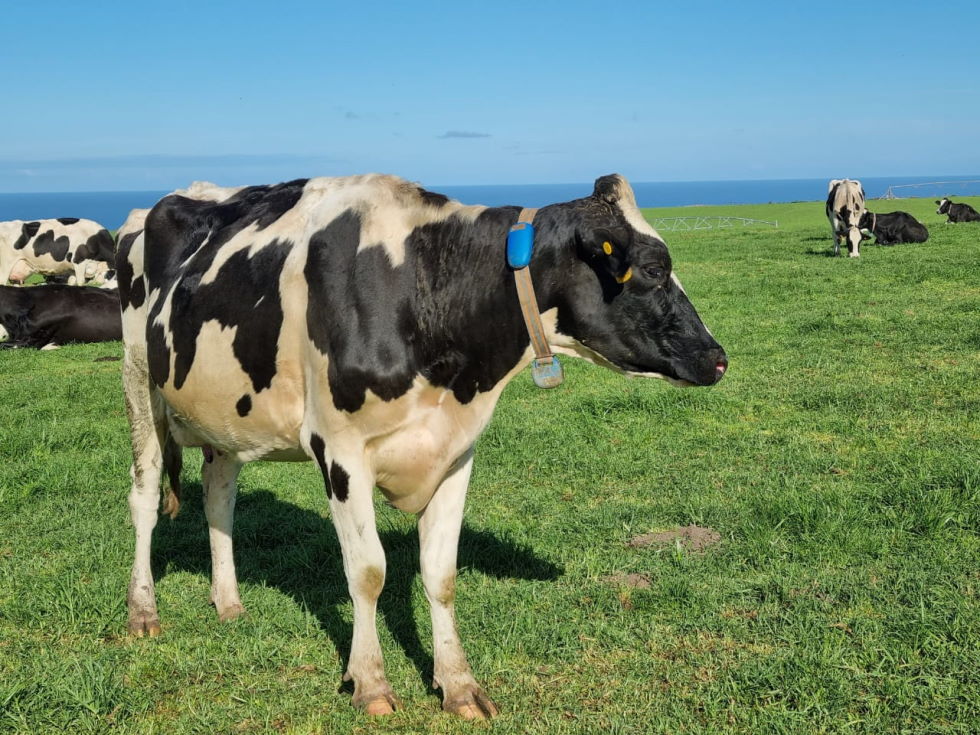 Beat the Heat: How to Detect and Manage Heat Stress in Cows